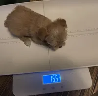Pebbles , a female Yorkshire Terrier for sale in Menifee, CA – 6 of 7