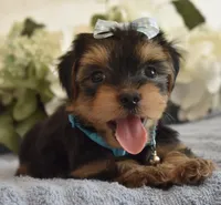 Benji, a male Yorkshire Terrier for sale in Menifee, CA – 4 of 6