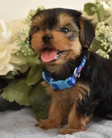 Bugsy , a male Yorkshire Terrier for sale in Menifee, CA – 3 of 7