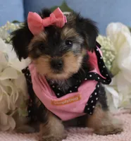Twinkie , a female Yorkshire Terrier for sale in Menifee, CA – 2 of 5
