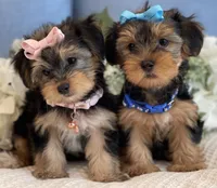 Elvis , a male Yorkshire Terrier for sale in Menifee, CA – 3 of 6
