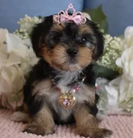 Brooklyn , a female Yorkshire Terrier for sale in Menifee, CA – 3 of 6
