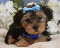 Elvis , a male Yorkshire Terrier for sale in Menifee, CA – 4 of 6