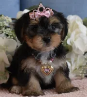 Brooklyn , a female Yorkshire Terrier for sale in Menifee, CA – 5 of 6