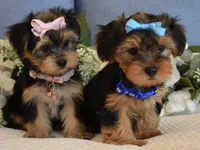 Twinkie , a female Yorkshire Terrier for sale in Menifee, CA – 6 of 7