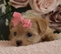 Pebbles , a female Yorkshire Terrier for sale in Menifee, CA – 4 of 7