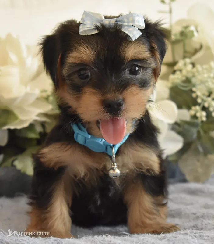 Benji – Yorkshire Terrier puppy for sale in Menifee, CA