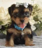 Benji, a male Yorkshire Terrier for sale in Menifee, CA – 1 of 6