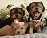 Pebbles , a female Yorkshire Terrier for sale in Menifee, CA – 2 of 7