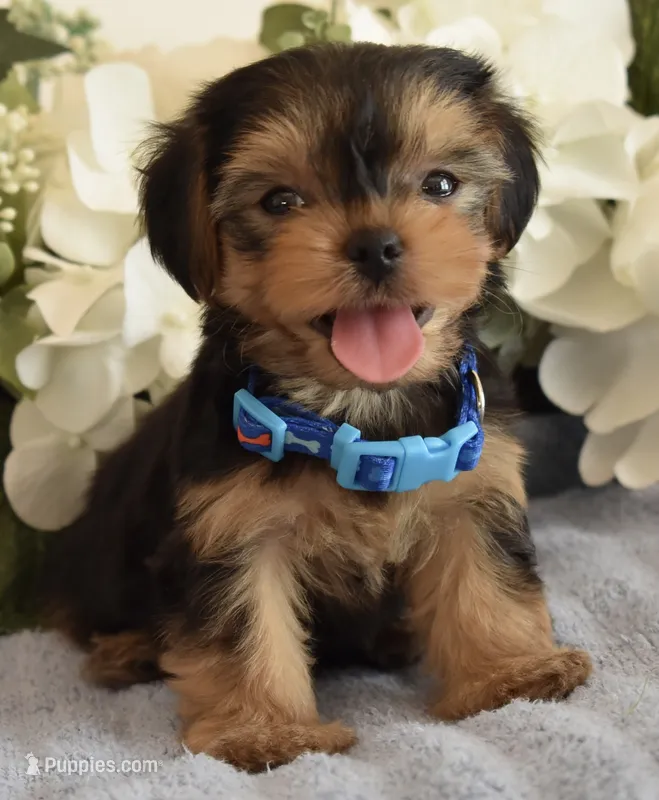 Bugsy  – Yorkshire Terrier puppy for sale in Menifee, CA