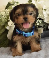Bugsy , a male Yorkshire Terrier for sale in Menifee, CA – 5 of 7