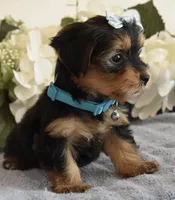 Benji, a male Yorkshire Terrier for sale in Menifee, CA – 3 of 6