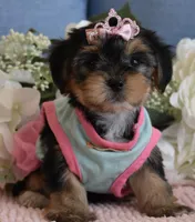 Brooklyn , a female Yorkshire Terrier for sale in Menifee, CA – 2 of 6