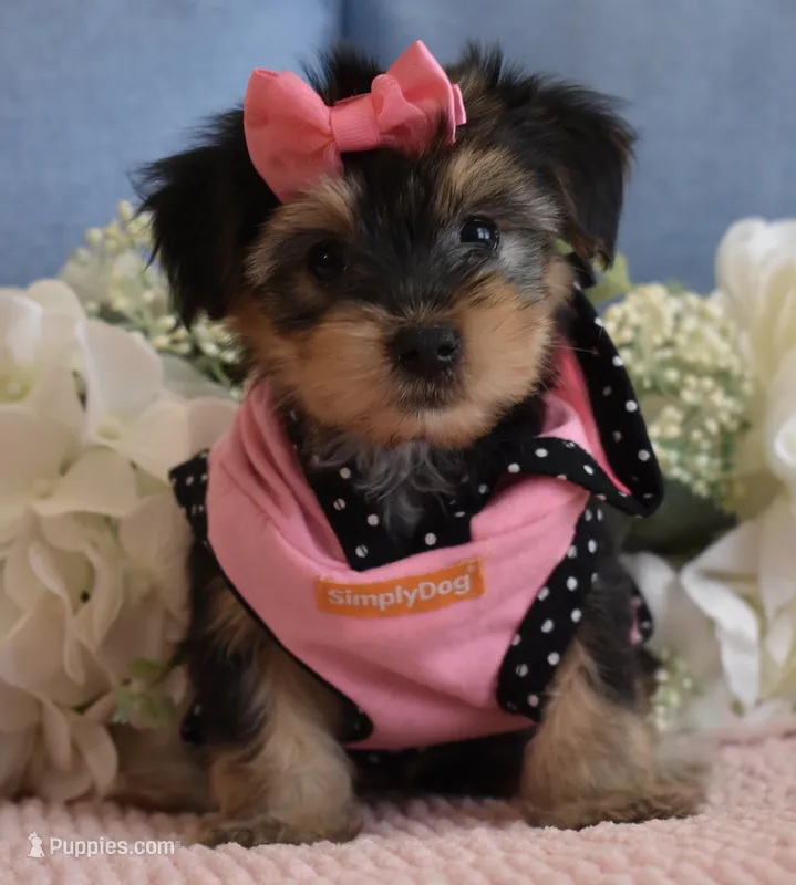 Twinkie  – Yorkshire Terrier puppy for sale in Menifee, CA