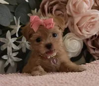 Pebbles , a female Yorkshire Terrier for sale in Menifee, CA – 3 of 7
