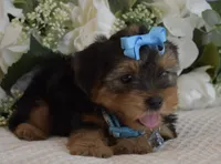 P-Wee, a male Yorkshire Terrier for sale in Menifee, CA – 5 of 5