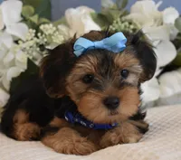 Elvis , a male Yorkshire Terrier for sale in Menifee, CA – 6 of 6
