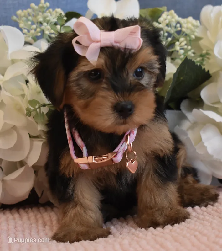 Star  – Yorkshire Terrier puppy for sale in Menifee, CA