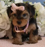 Star , a female Yorkshire Terrier for sale in Menifee, CA – 2 of 4
