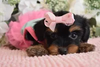 Zoe , a female Yorkshire Terrier for sale in Menifee, CA – 3 of 4
