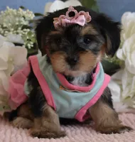 Brooklyn , a female Yorkshire Terrier for sale in Menifee, CA – 4 of 6