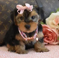 Star , a female Yorkshire Terrier for sale in Menifee, CA – 3 of 4