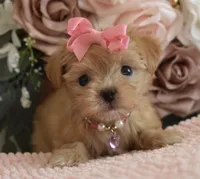 Pebbles , a female Yorkshire Terrier for sale in Menifee, CA – 5 of 7