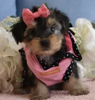 Twinkie , a female Yorkshire Terrier for sale in Menifee, CA – 3 of 5
