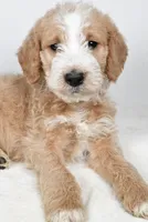 processed/636721c5-9379-4a15-8cb7-69b872e7ad6e/listing/db8710db-6edc-4995-900f-1a020e27e4e1/4b85ae70-8504-45a4-813d-3249bc3f2f72