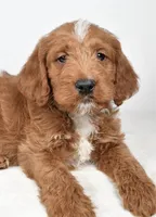 Nacho, a male Miniature Labradoodle for sale in Millersburg, OH – Photo 3 of 4