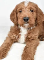Nacho, a male Miniature Labradoodle for sale in Millersburg, OH – Photo 2 of 4