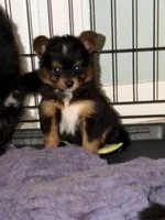 Max, a male Pomapoo and Pomeranian for sale in Sebring, FL – 2 of 5