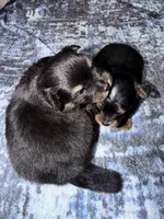 Tubby , a male Pomapoo and Pomeranian for sale in Sebring, FL – 4 of 4
