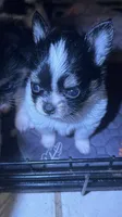 Tcup-Orion, a male Papillon and Pomeranian for sale in Sebring, FL – 2 of 4