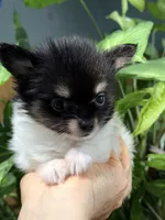  Tcup-Gladly , a female Papillon and Pomeranian for sale in Sebring, FL – 3 of 3