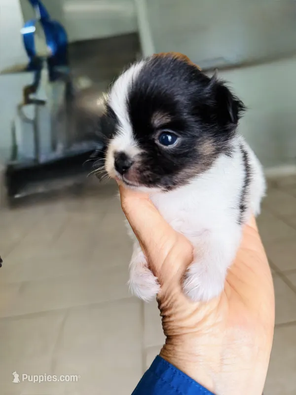 Saylee – Papillon, Pomeranian puppy for sale in Sebring, FL