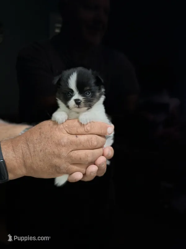 Saylee – Papillon, Pomeranian puppy for sale in Sebring, FL