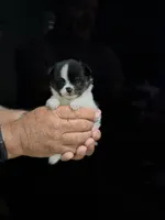 Tcup-Saylee, a female Papillon and Pomeranian for sale in Sebring, FL – 3 of 5