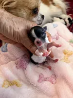 Saylee, a female Papillon and Pomeranian for sale in Sebring, FL – Photo 1 of 3