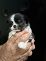 Tcup-Saylee, a female Papillon and Pomeranian for sale in Sebring, FL – 4 of 5