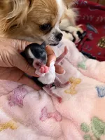 Saylee, a female Papillon and Pomeranian for sale in Sebring, FL – Photo 2 of 3