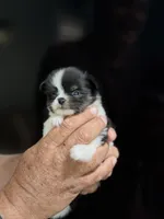Tcup-Saylee, a female Papillon and Pomeranian for sale in Sebring, FL – 5 of 5