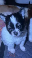 Tcup-Orion, a male Papillon and Pomeranian for sale in Sebring, FL – 3 of 4