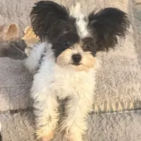 Mini  - Tcup - trained, a female Papillon for sale in Sebring, FL – 5 of 5