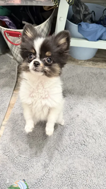 Tcup- (basic trained) – Papillon, Pomeranian puppy for sale in Sebring, FL