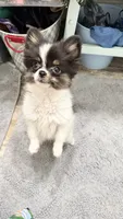 Tcup-Saylee (House trained), a female Papillon and Pomeranian for sale in Sebring, FL – 3 of 3