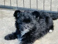 Tcup Bombino, a male Pomeranian for sale in Sebring, FL – Photo 4 of 4