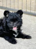 Tcup Bombino, a male Pomeranian for sale in Sebring, FL – Photo 2 of 4