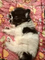 Tcup-Saylee, a female Papillon and Pomeranian for sale in Sebring, FL – 2 of 5