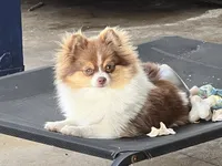 Jolie , a female Pomeranian for sale in Sebring, FL – 1 of 2